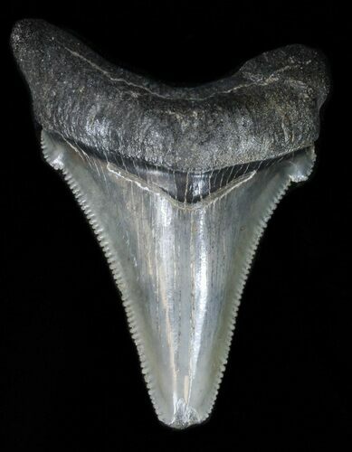 Angustidens Tooth - Megalodon Ancestor #40647